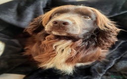 Cocker Spaniel dogs for stud: Champion Bred KC Cocker Spaniel & ALL Health Tests in Cranbrook - Image 5