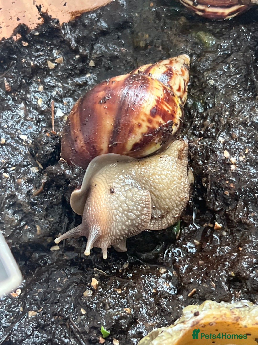 Snails invertebrates for sale: giant african land snails  - Image 2