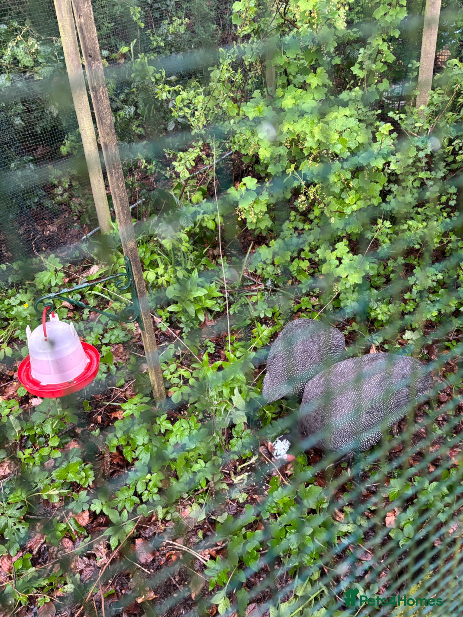 Guinea Fowl poultry Guinea Foul pair - Advert 2