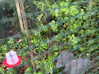 Guinea Fowl poultry Guinea Foul pair - Advert 2