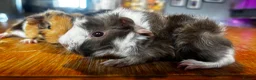 Guinea Pig rodents for sale: Beautiful girls handsomr boys - Advert 4