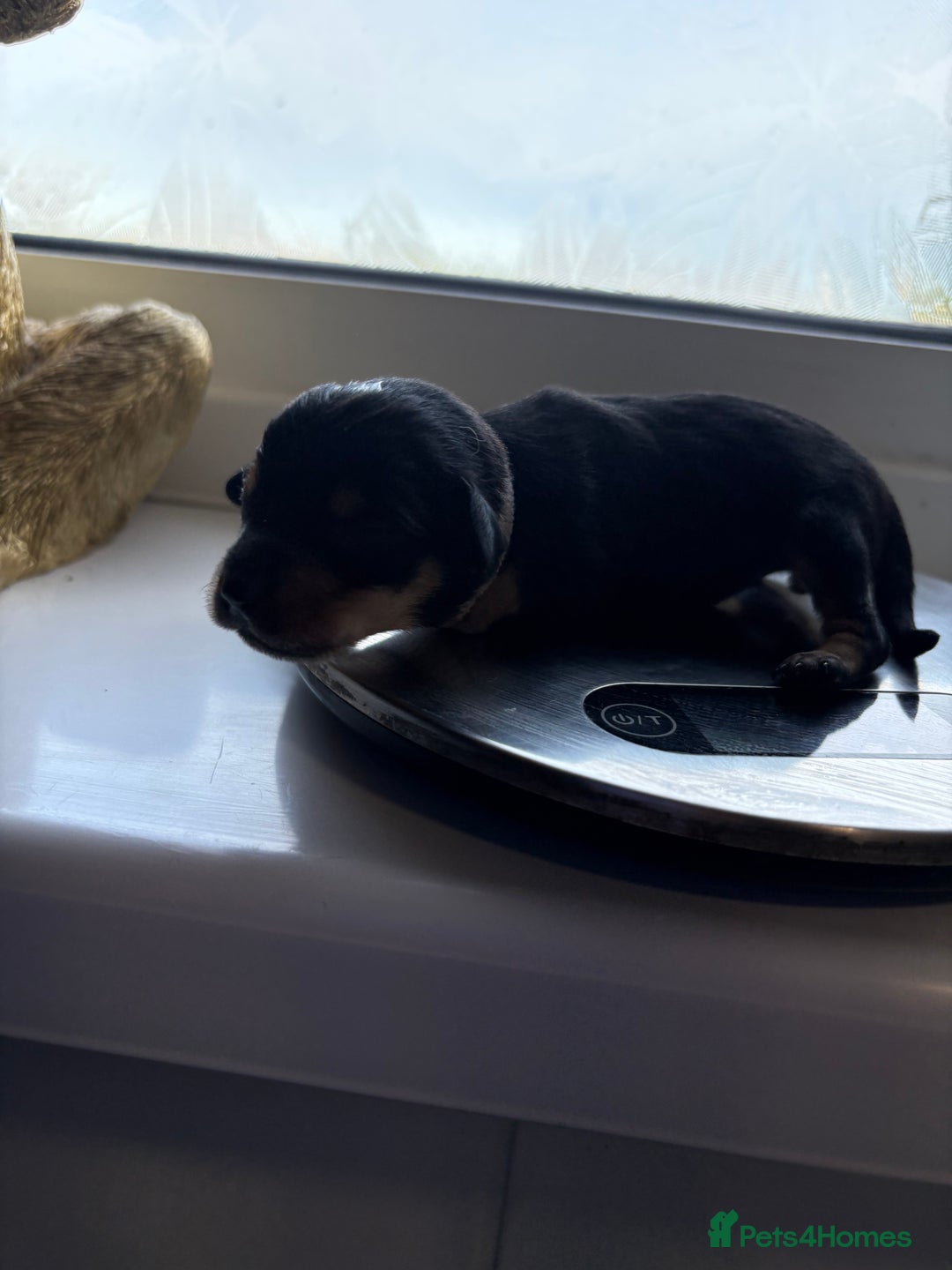 Mixed Breed dogs for sale: Doxie poo puppies - Image 20