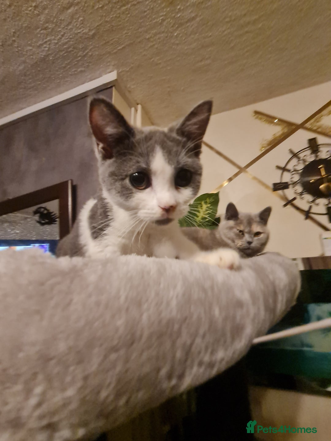 Mixed Breed cats for sale: Stunning  kittens looking  4 new home - Advert 4