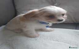 Cavapoo dogs for sale: Cavapoo - Advert 7