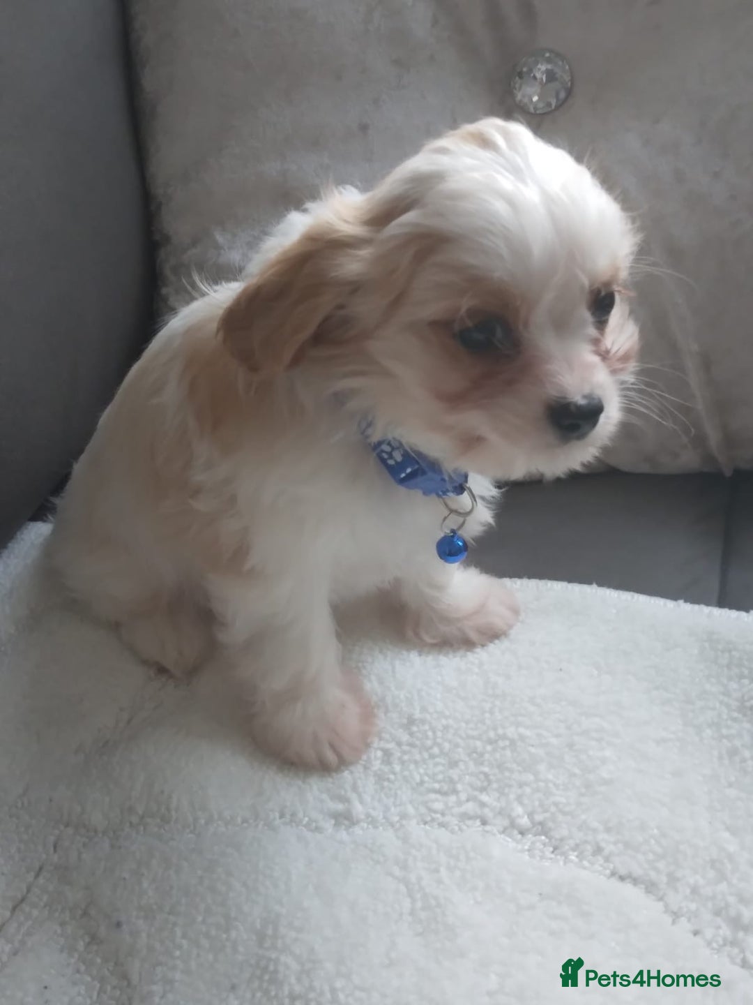 Cavapoo dogs for sale: Cavapoo - Advert 7