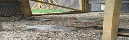 Geese poultry for sale: Russian Tula geese (trio) in Devizes - Advert 7