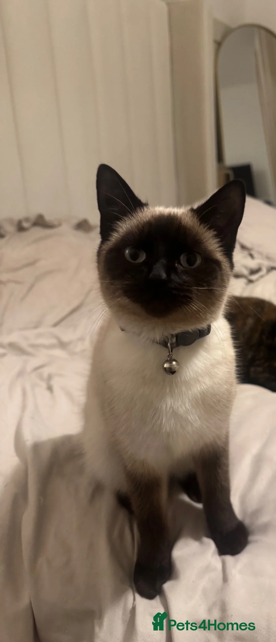 Siamese cats for sale: Siamese female - Advert 2