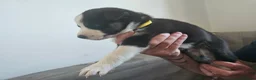 Huskita dogs for sale: Puppies for sale  - Advert 12