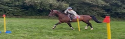 British Warmblood horses for sale: Everyone Needs A Guinness  - Advert 5