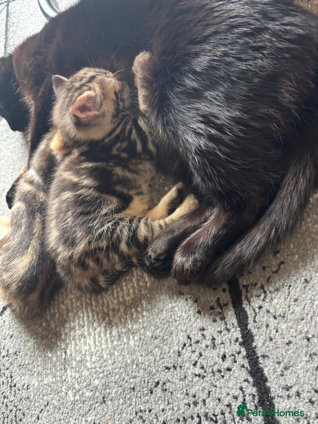 Mixed Breed cats for sale: Beautiful girl kitten for sale  - Advert 2