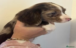 Cocker Spaniel dogs for sale: Cocker spaniel puppies - Advert 6