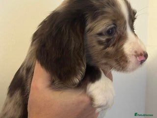 Cocker Spaniel dogs Cocker spaniel puppies - Advert 11