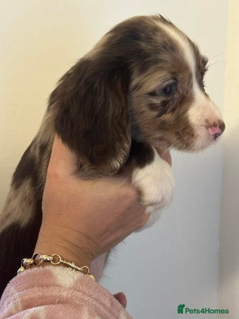 Cocker Spaniel dogs Cocker spaniel puppies - Advert 13