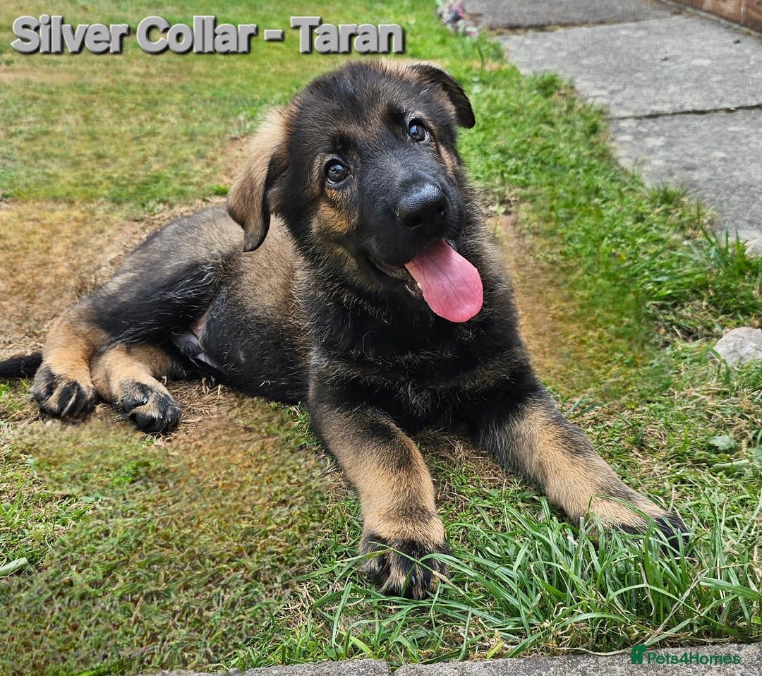 German Shepherd dogs for sale: 🔹️beautiful purebred straight back KC gsp's🔹️ - Image 12