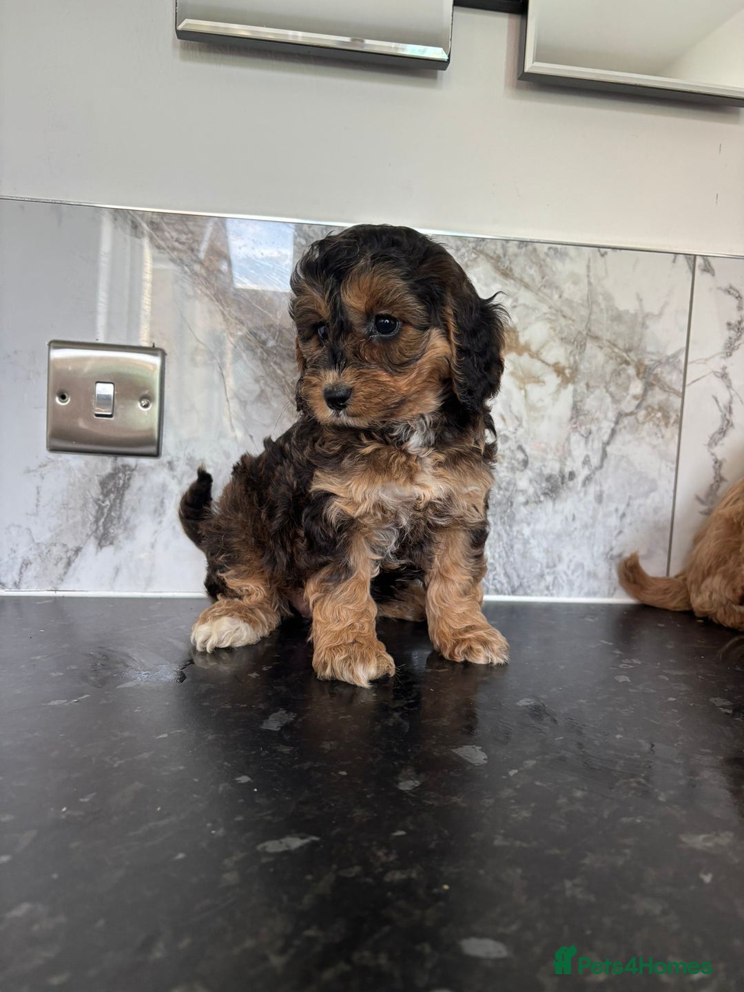 Cavapoo dogs for sale: Small type cavapoo puppies (toy poodle) - Image 3