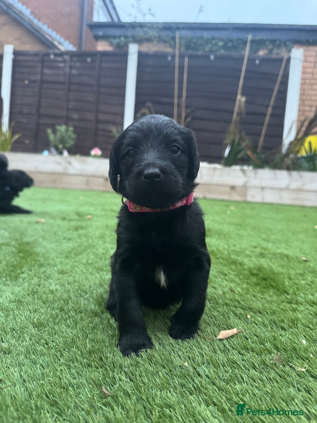 Labradoodle dogs for sale: Labradoodles fully vaccinated & microchipped  - Advert 2