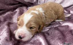 Labradoodle dogs for sale: Labradoodles for Sale! - Image 5