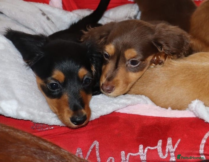 Miniature Dachshund dogs ✨️Beautiful Longhaired Minis✨️Lovely Temperments✨️ - Advert 18