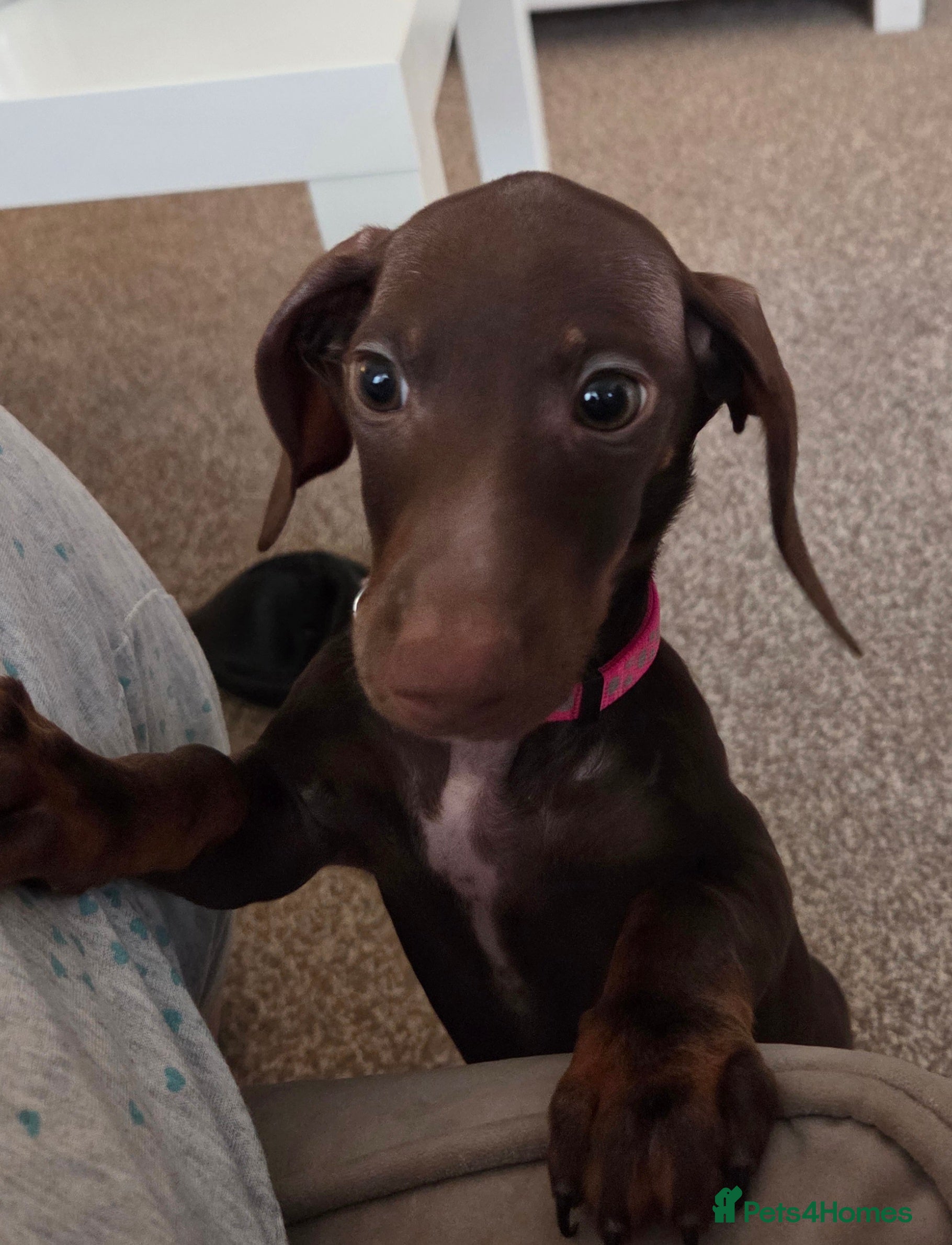 Dachshund dogs Female Dachshund Puppy - Advert 1