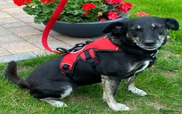 Mixed Breed dogs for adoption: Jane – looking for her forever home 🩷 - Image 1