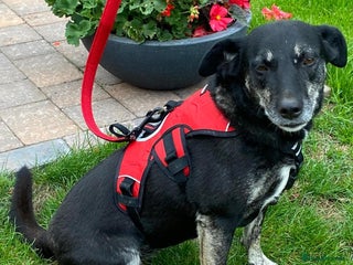 Mixed Breed dogs - Advert 4