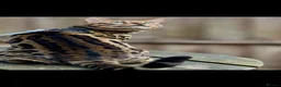 Bengal cats for sale: Mr.Atesh - Advert 3