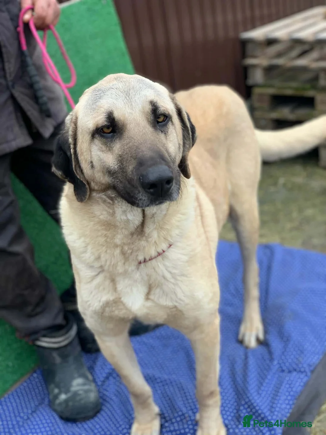 Mixed Breed dogs for adoption: 🧡 Phoenix – A Gentle Soul Waiting to Belong❤️‍🩹 in Hengoed - Advert 5