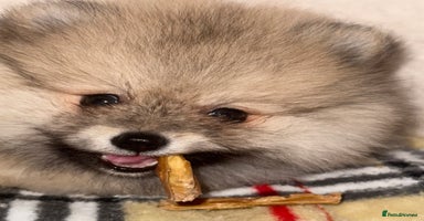 Pomeranian dogs ✨🐶SPECIAL Teddy Bear🧸 SMALL SKY🩵BLUE 👀 POMS🐶✨ - Advert 4