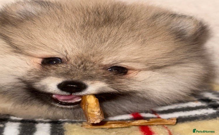 Pomeranian dogs ✨🐶SPECIAL Teddy Bear🧸 SMALL SKY🩵BLUE 👀 POMS🐶✨ - Advert 2