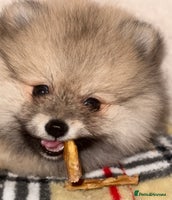 Pomeranian dogs ✨🐶SPECIAL Teddy Bear🧸 SMALL SKY🩵BLUE 👀 POMS🐶✨ - Advert 4