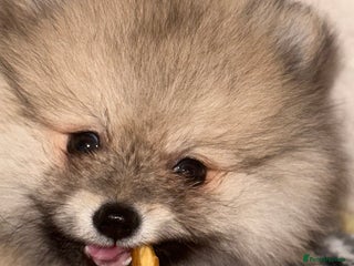 Pomeranian dogs ✨🐶SPECIAL Teddy Bear🧸 SMALL SKY🩵BLUE 👀 POMS🐶✨ - Advert 18