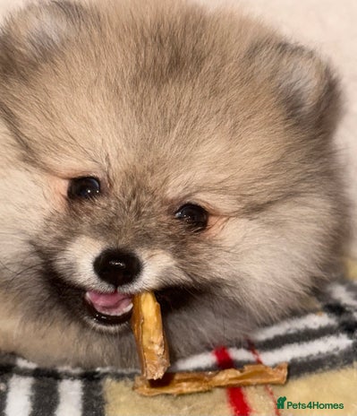 Pomeranian dogs ✨🐶SPECIAL Teddy Bear🧸 SMALL SKY🩵BLUE 👀 POMS🐶✨ - Advert 2