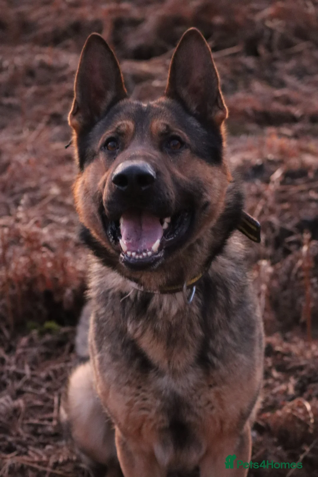 German Shepherd dogs for sale: Chewbacca the handsome gsd  - Advert 19