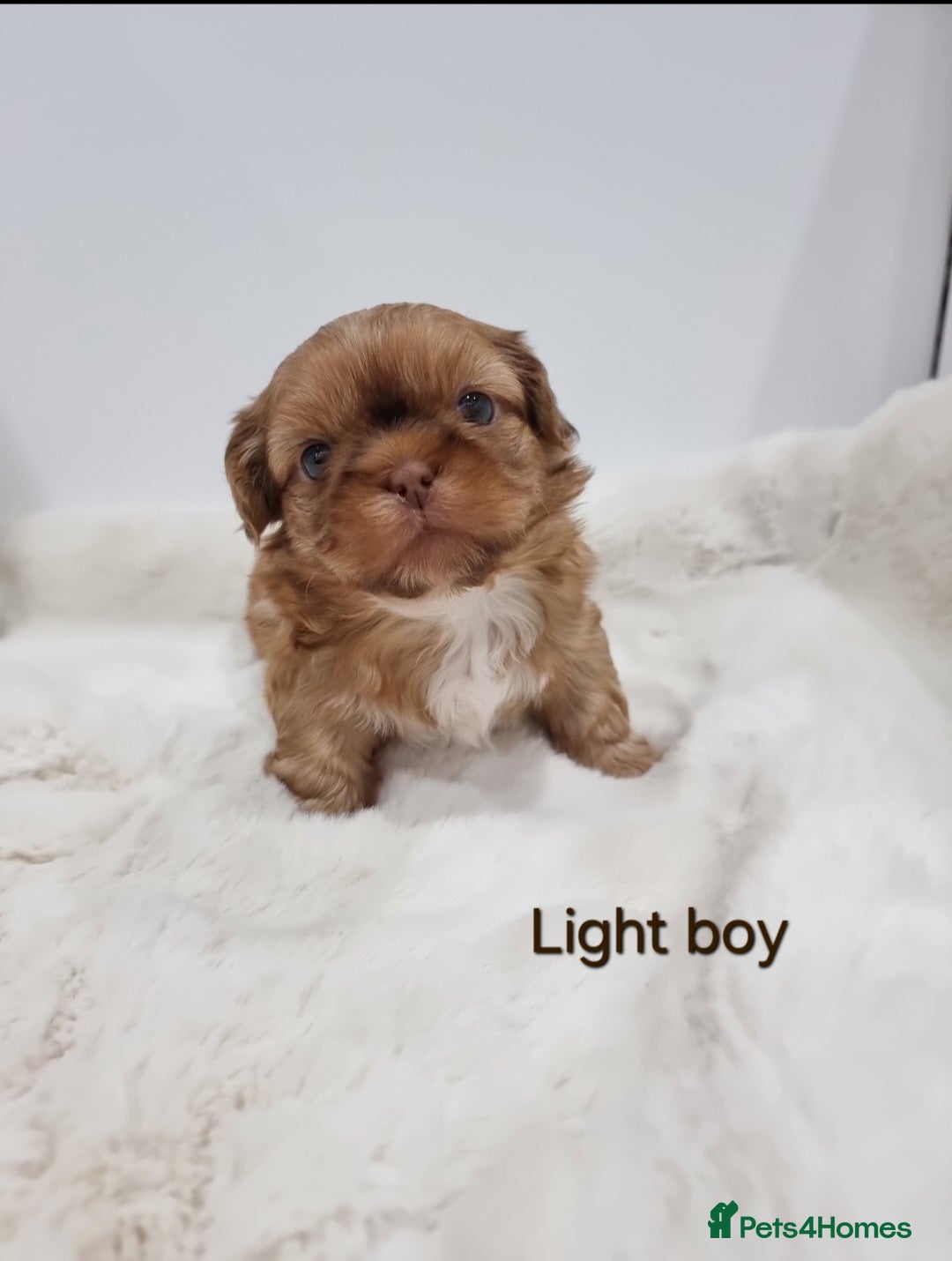 Shih Tzu dogs for sale: 4 Gorgeous Imperial Shih Tzu Boys - Advert 12