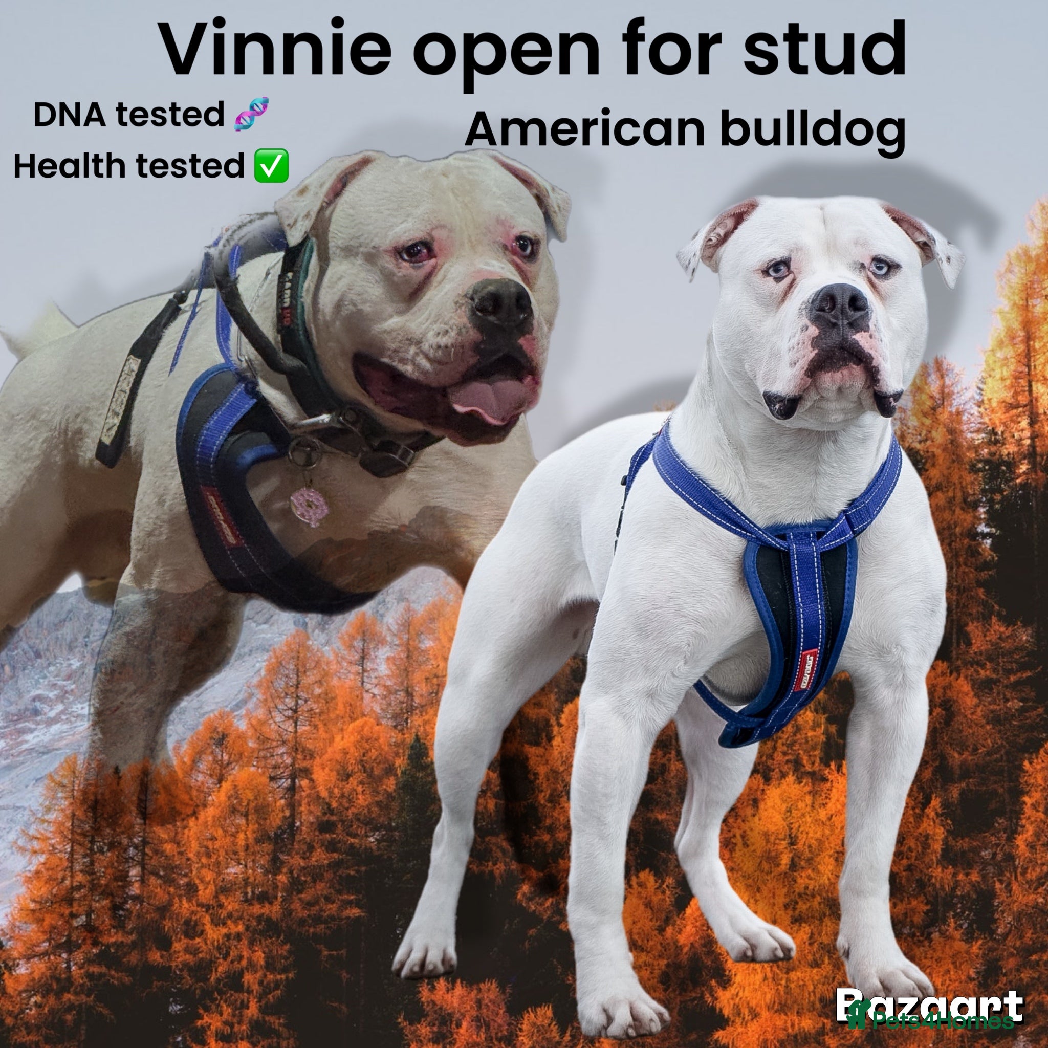 American Bulldog dogs Male bulldog stud  - Advert 1