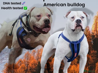American Bulldog dogs Male bulldog stud - Advert 1