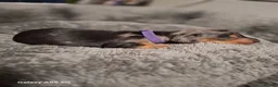 Miniature Dachshund dogs for sale: Stunning Miniature Smooth Haired Dachshund Puppies - Advert 12