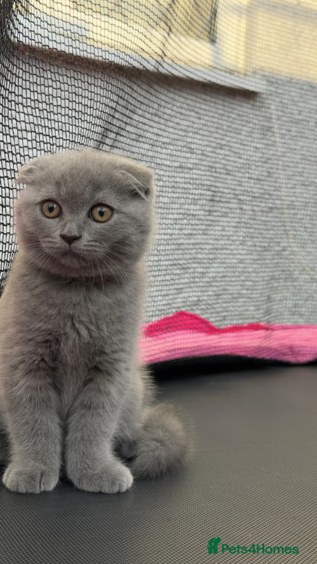Scottish Fold cats for sale: 🐾 Beautiful Scottish Fold Kittens Available Soon  - Advert 1