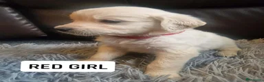 RED COLLAR GIRL 