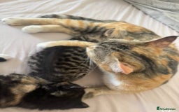 Mixed Breed cats for sale: Mixed Ragdoll / Tabby Adorable Kittens  - Image 2