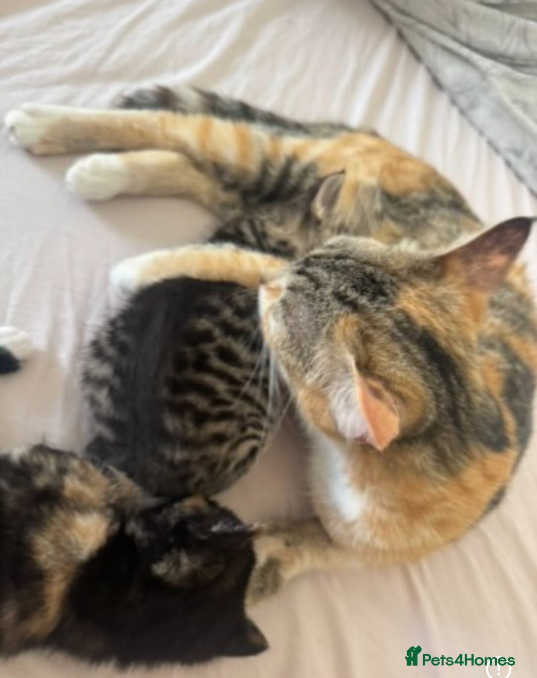 Mixed Breed cats for sale: Mixed Ragdoll / Tabby Adorable Kittens  - Image 2