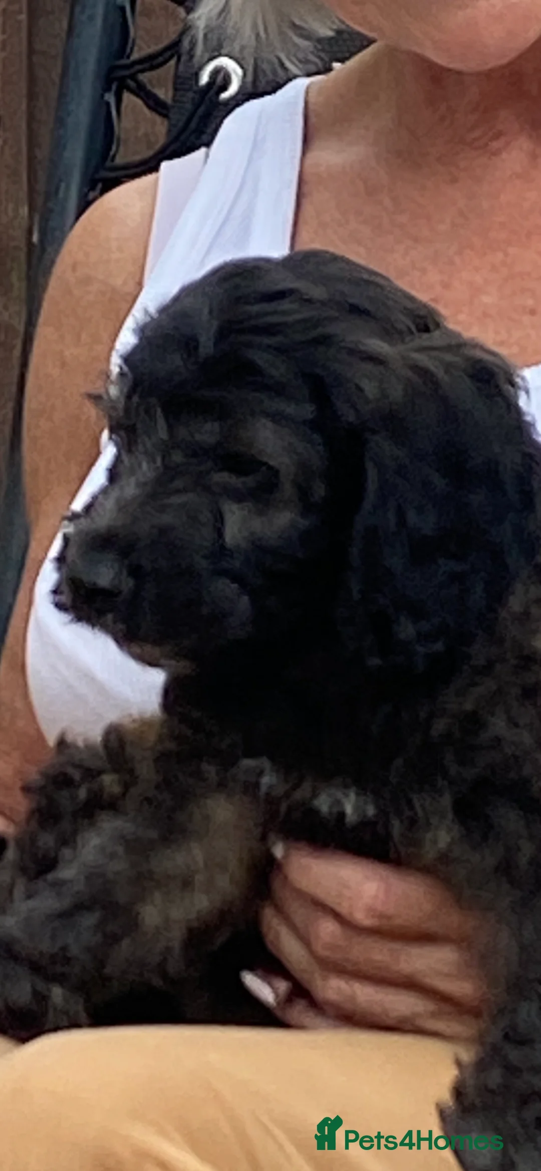 Cavapoo dogs for sale: Male cavapoo  - Advert 3