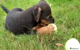 Mixed Breed dogs for sale: Border X Lakeland Terrier Puppies - Image 14