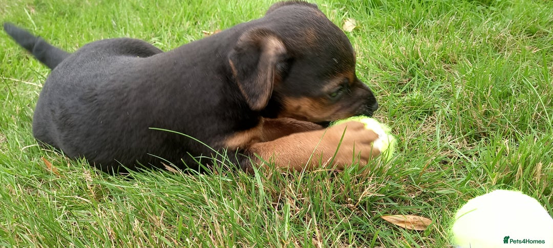 Mixed Breed dogs for sale: Border X Lakeland Terrier Puppies - Image 14