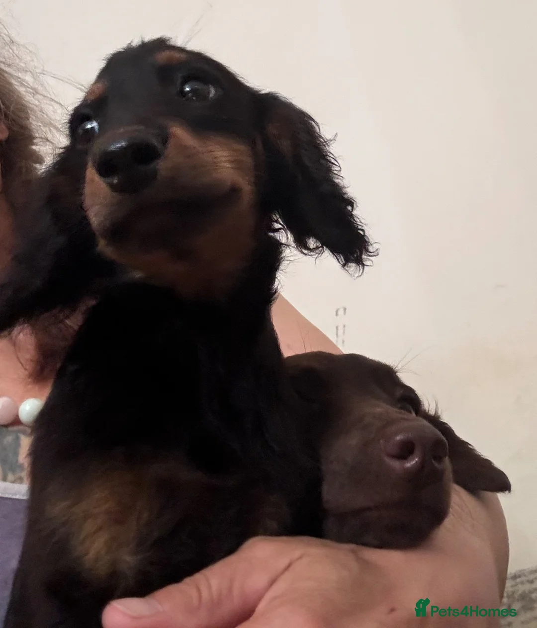 Cockapoo dogs for sale: Small cockapoos f3 in Cramlington - Advert 1
