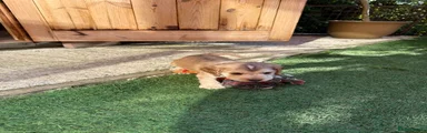 Cocker Spaniel Puppy 2