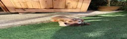 Cocker Spaniel dogs for sale: Show Type Cocker Spaniels - Advert 2