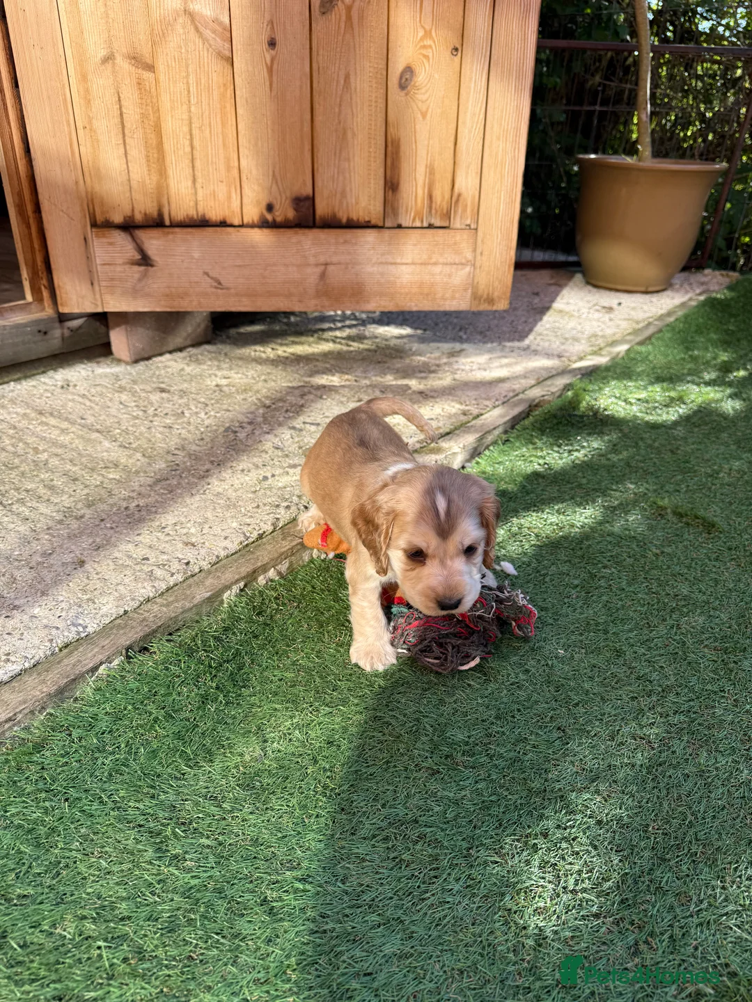 Cocker Spaniel dogs for sale: Show Type Cocker Spaniels - Advert 2
