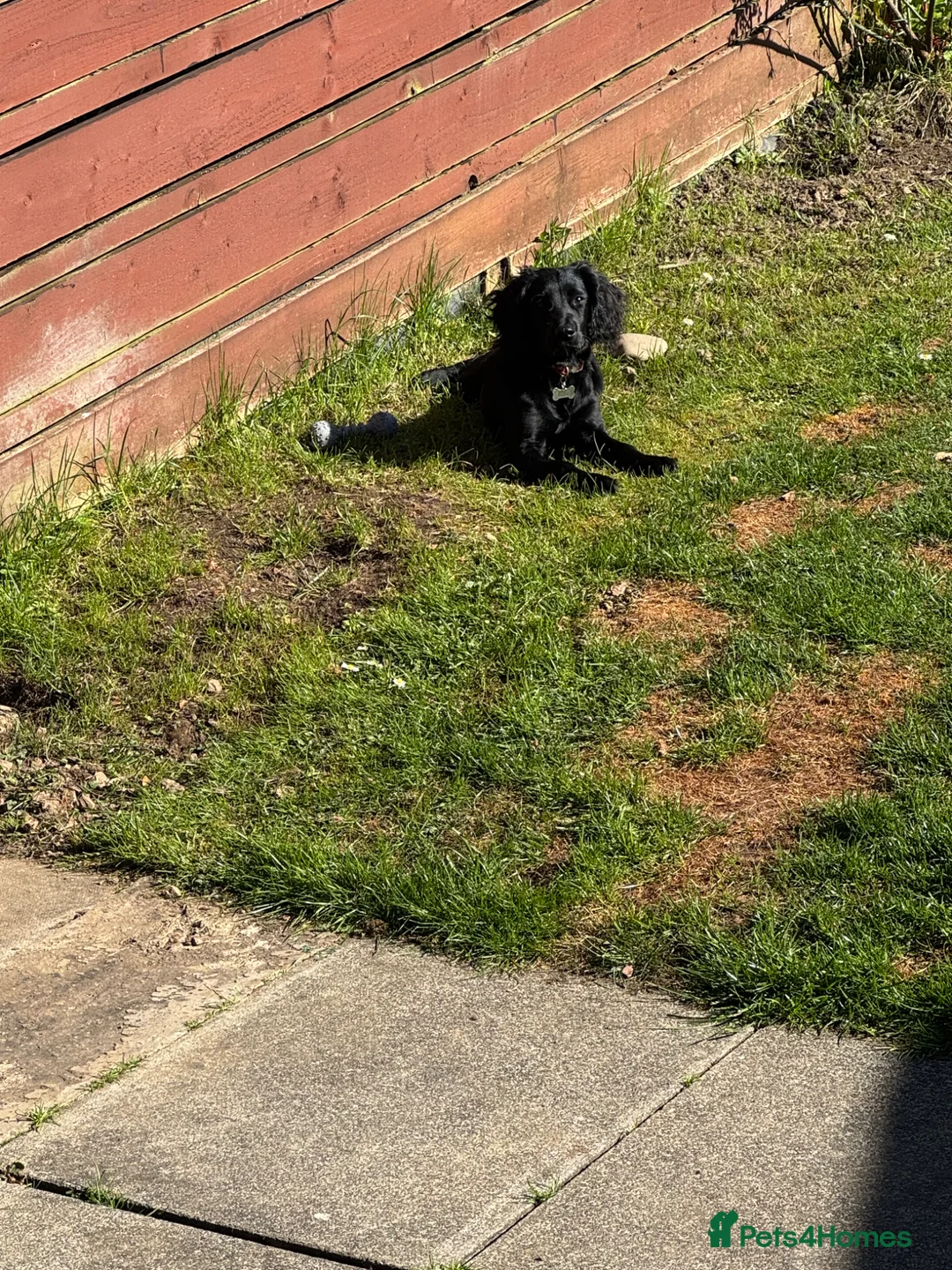 Cocker Spaniel dogs for sale: KC registered female cocker spaniel - Advert 2
