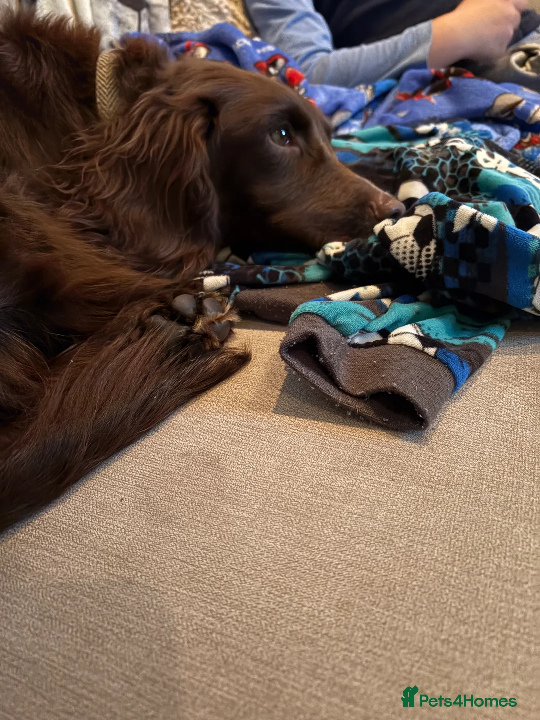 Cocker Spaniel dogs for sale: Chocolate cocker spaniel  - Advert 2